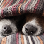 Cinco cuidados com os cachorros no inverno